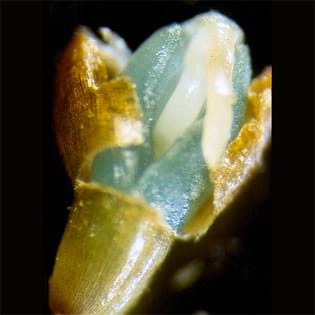 Mating system of dwarf eelgrass