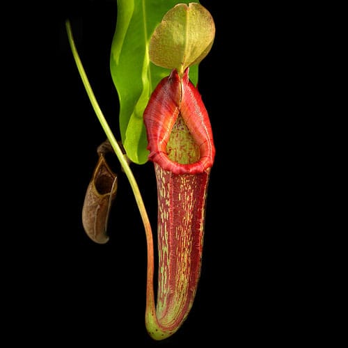 Life in a place of death? Pitcher plants as habitat