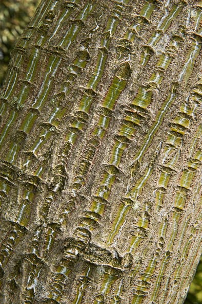Bark I