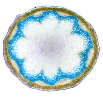 Mechanical perturbation of <i>Arabidopsis</i> Mechanical perturbation of <i>Arabidopsis</i>