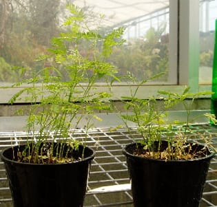 Heteroblasty, crowding and shade avoidance