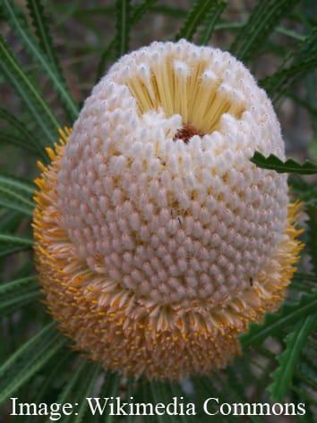 Cone age and longevity of <i>Banksia</i> seeds Cone age and longevity of <i>Banksia</i> seeds