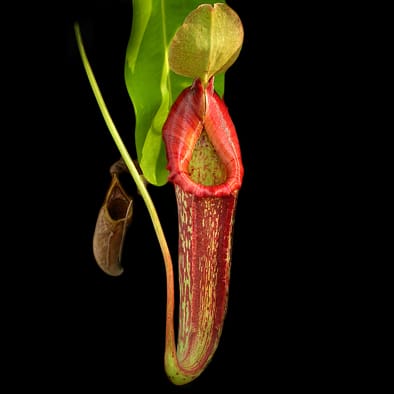 Traps of carnivorous pitcher plants as habitats (Review)
