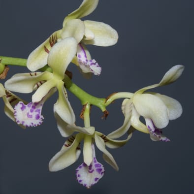 Nectary spur anatomy of selected Aeridinae