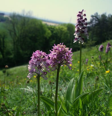 Reproductive isolation and mycorrhizae in Orchis