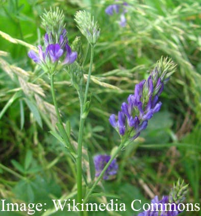 Mycorrhizae, plant allometry and biomass–density relationships