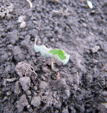 Effects of cotyledon damage on fitness in Medicago