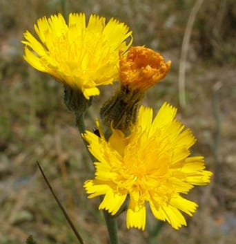 Cytogeography of <i>Pilosella echioides</i>