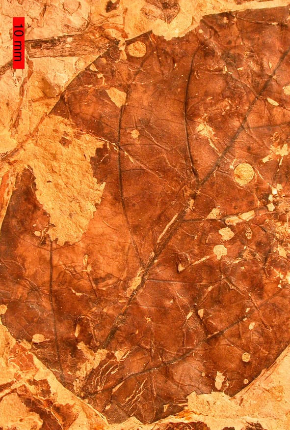 Image: Mark A. Wooster, The College of Wooster, Ohio/Wikimedia Commons.