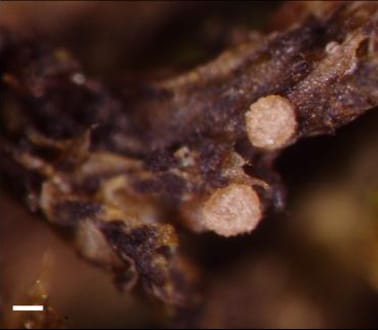 Say it with… fungi?