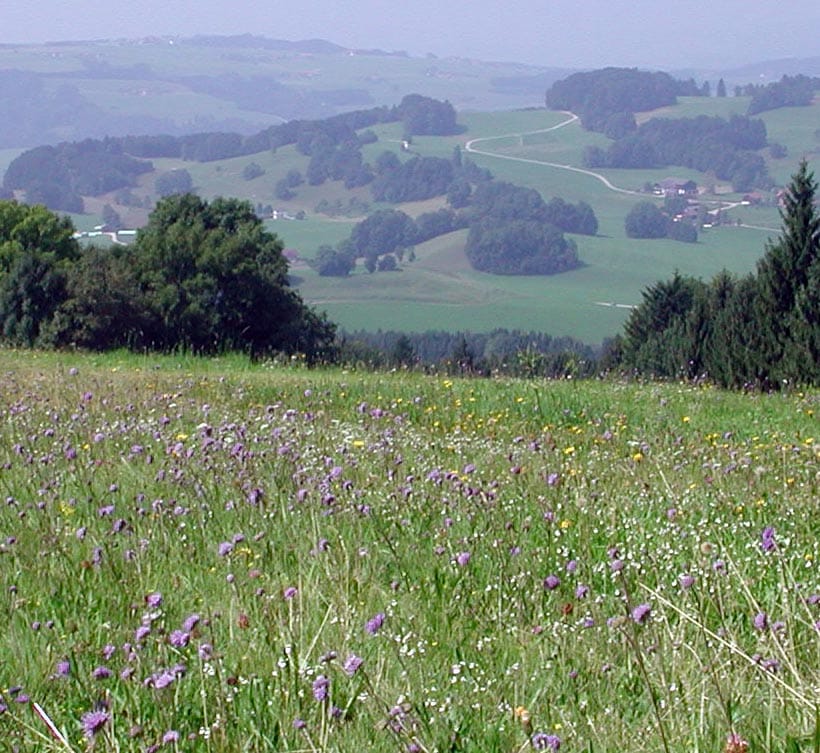 EU biodiversity strategy to 2020:  Our life insurance, our natural capital
