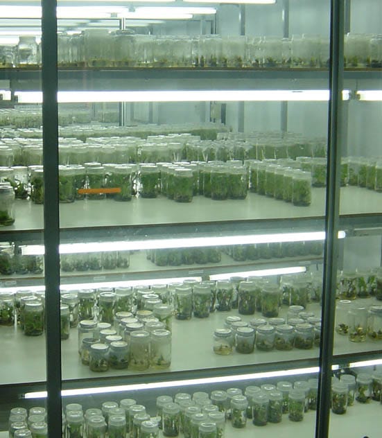 Banana germplasm maintained in sterile tissue culture