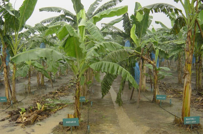 Banana germplasm collection showing diverse genotypes