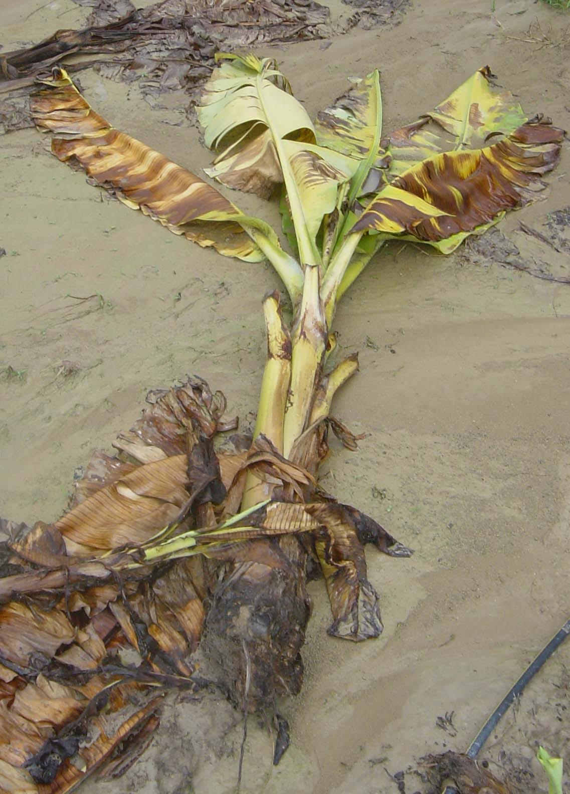 Gros Michel banana killed by Panama disease