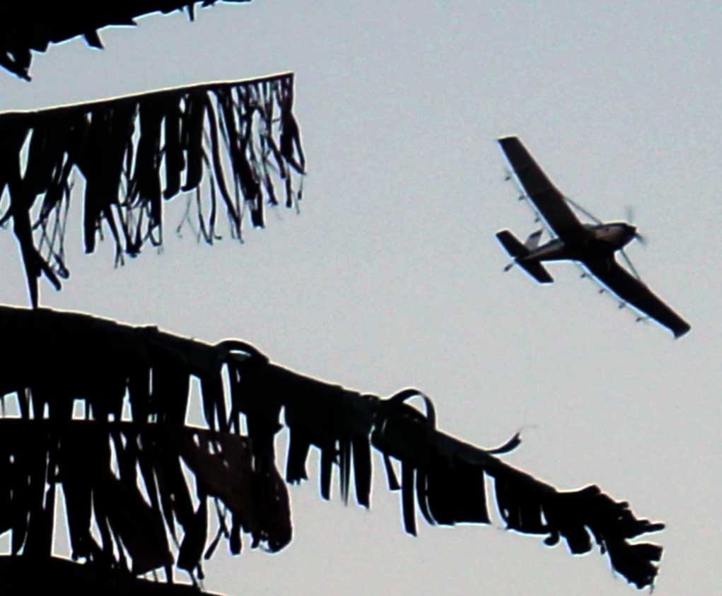 Aerial spraying to control banana disease