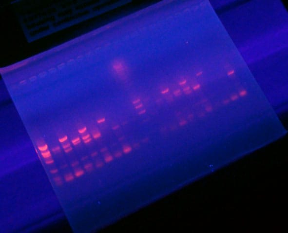 Banana DNA polymorphisms seen in a fluorescent separation assay