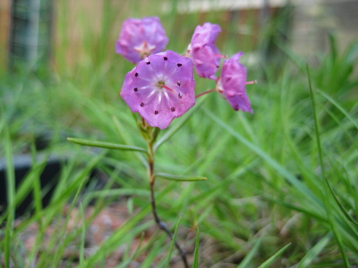 Bog laurel, Kalmia polifolia.