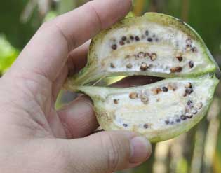 The wild fertile seeded banana 'Jungle Kela'