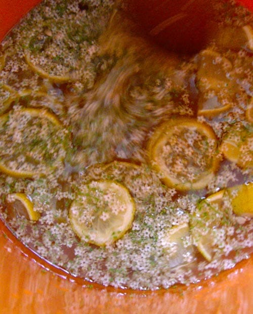 Making Elderflower champagne - sugar water, flowers and lemon