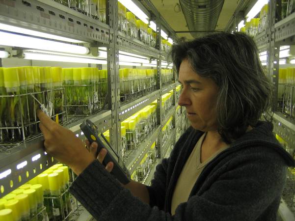 Improving lives through research on banana biodiversity