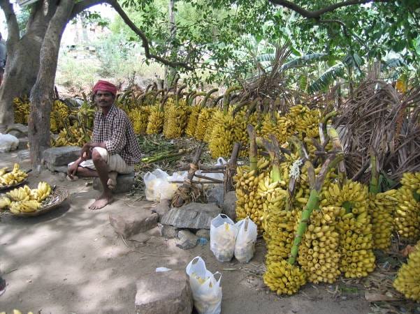 Man with banana harvest