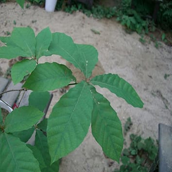 Turnover of foliar N absorbed at different times