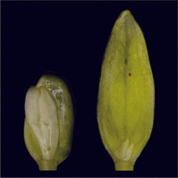 Epicotyl dormancy in Viburnum seeds