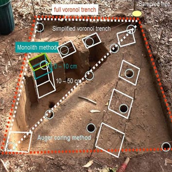 Estimating below-ground biomass in forest plantations
