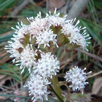 Function and evolution of sterile sex organs