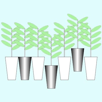 Height growth regulation in a crowded stand