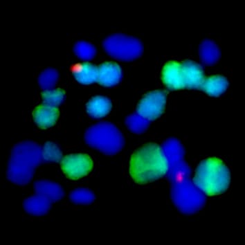 Chromosome paring in Paphiopedilum hybrids
