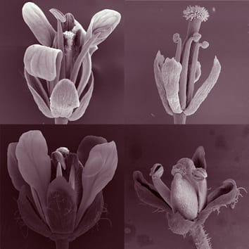 Number and position of floral organs in Arabidopsis