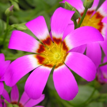 Juvenility and flowering of <i>Brunonia</i> and <i>Calandrinia</i>