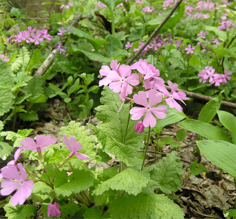 QTL analysis of heterostyly in Primula