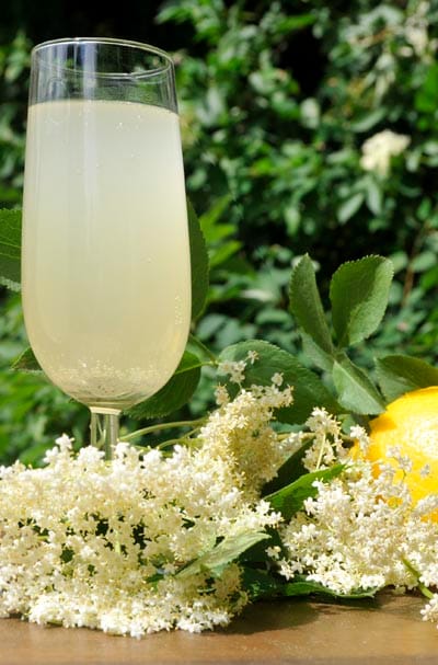 Early summer and the hedgerows: elderflower champagne