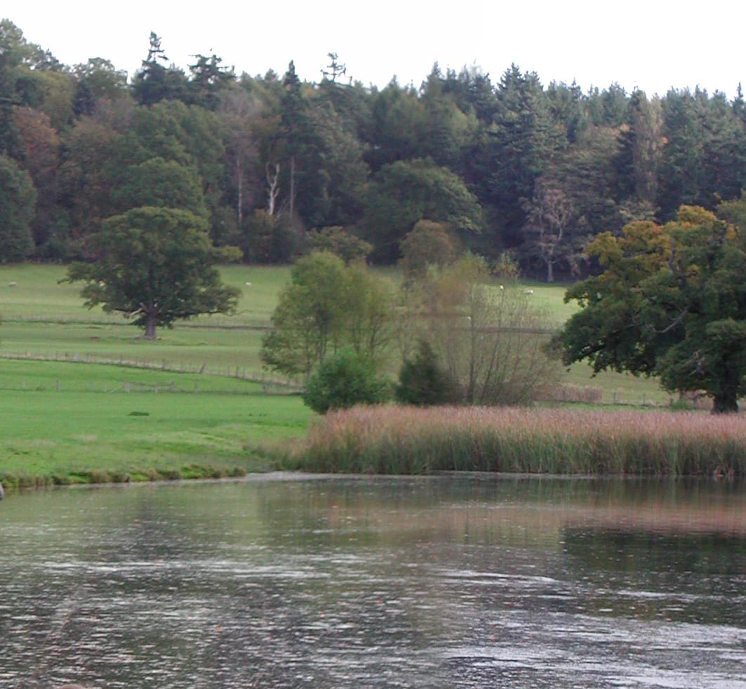 Reed Bed, Herefordshire