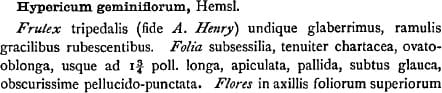Hypericum geminiflorum - the original description