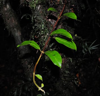 Climbing plants and deep shade in rainforests Climbing plants and deep shade in rainforests