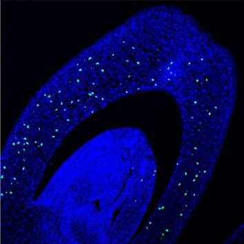 Cell division and elongation in submerged rice coleoptiles