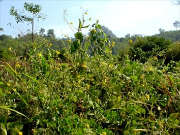 Phylogeny and biogeography of subgenus Ceratotropis Phylogeny and biogeography of subgenus Ceratotropis