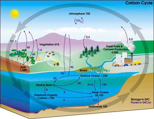 Convoluted carbon cycle collection