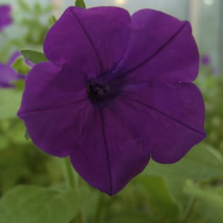 S-RNase-based self-incompatibility in Petunia
