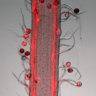 Pathway of maize pollen tubes