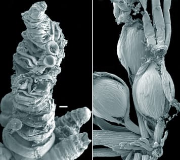 Pollen-tube growth in early angiosperms
