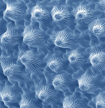 Why do petals have conical epidermal cells? (Review)