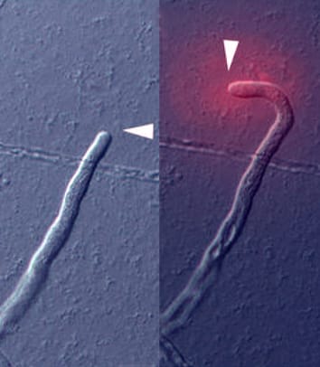 TcCRP1 as a pollen-tube attractant in Torenia