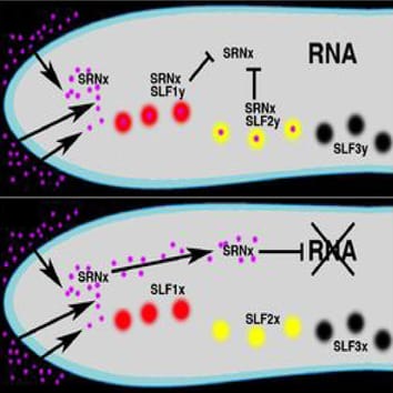 S-RNase-based self-incompatibility (Review)