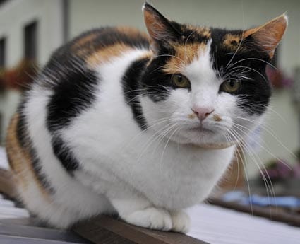 A Calico Cat showing X Inactivation in the organge and black areas - not the type favoured by witches