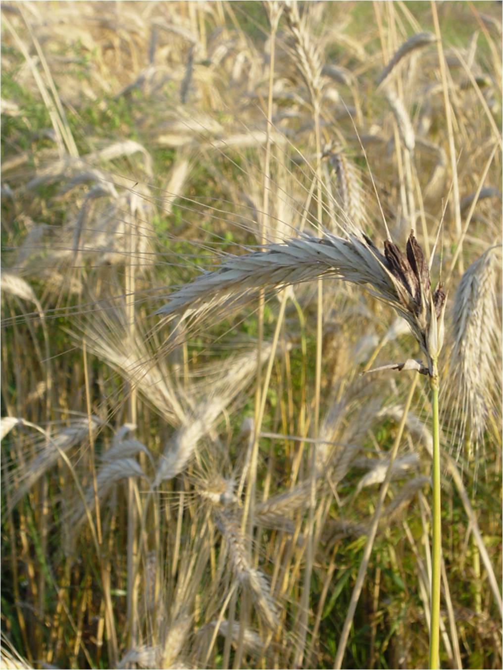 Ergot In Rye Ear