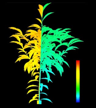 Linking water stress and carbon partitioning